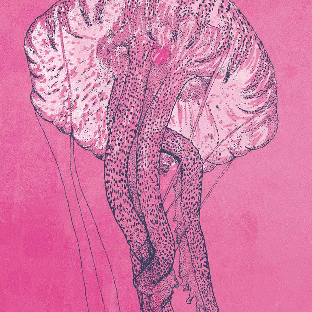 A stylized pink illustration of a Jelly Fish with black stippled linework and fine anatomical details, set against a solid pink background.