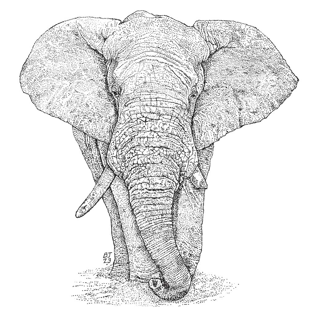 Elephant Black & White print - Bejojoart