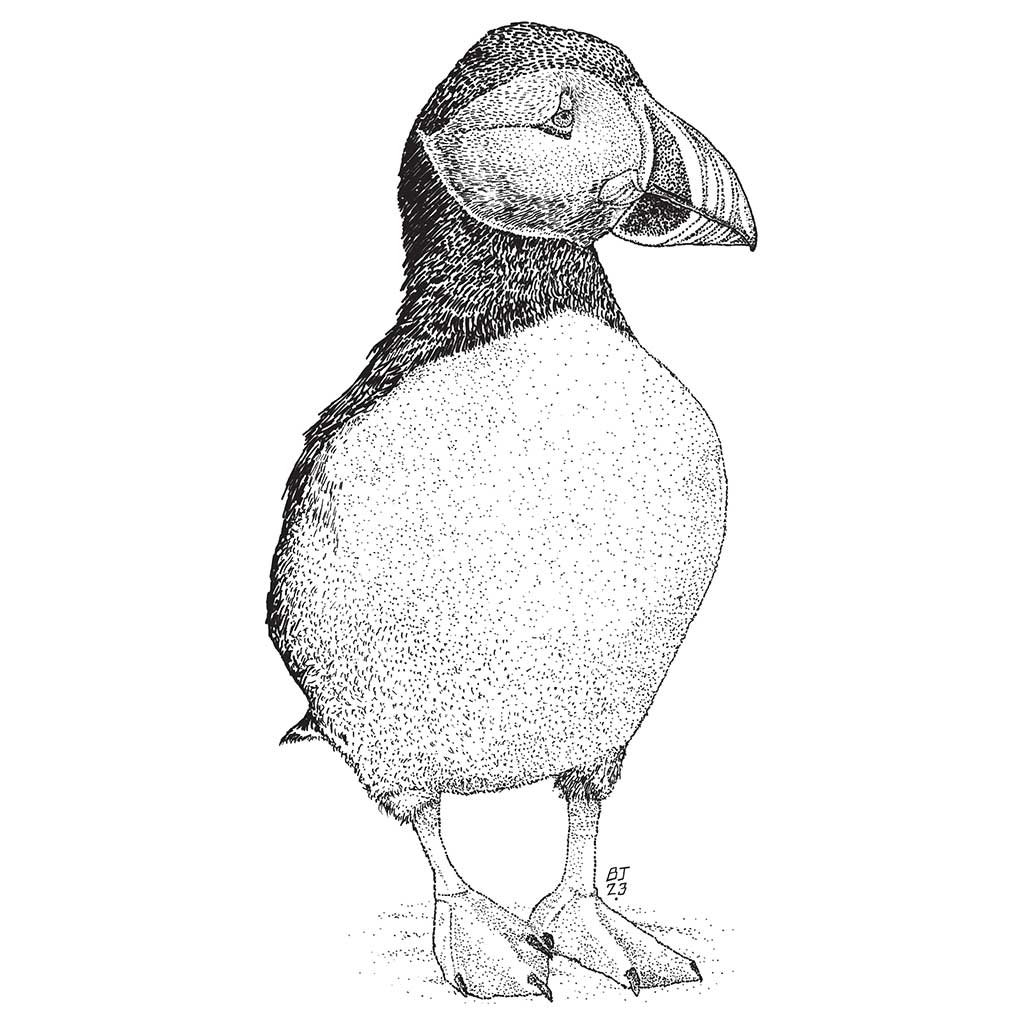 Puffin Black & White print - Bejojoart