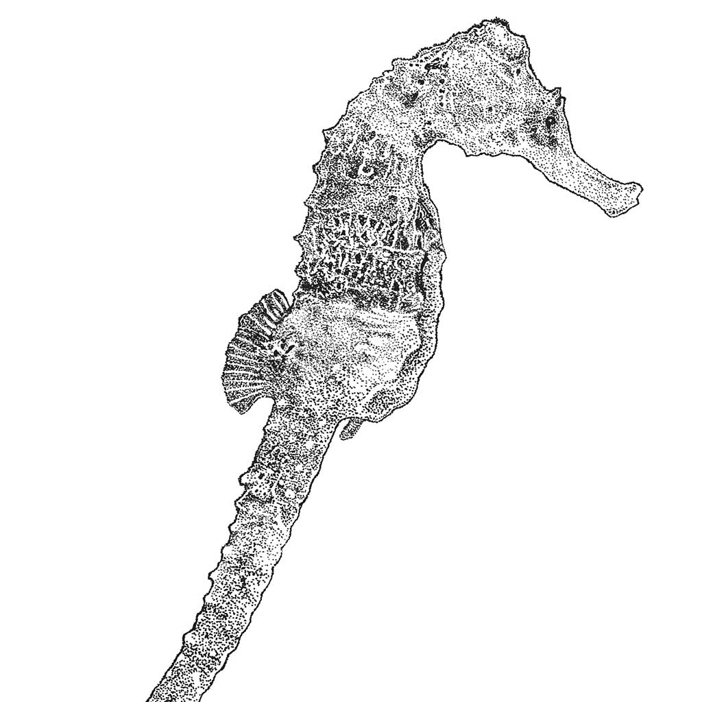 Seahorse Black & White print - Bejojoart